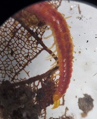Strigamia branneri