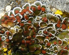 Psora pseudorussellii