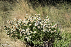 Baccharis coridifolia