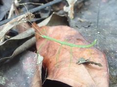 Ocnophiloidea regularis