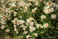 Baccharis coridifolia