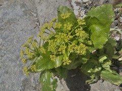Smyrnium perfoliatum