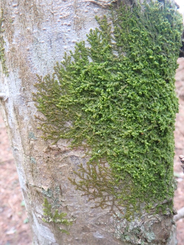 Plokščioji miltuotė nuotrauka