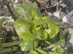 Smyrnium perfoliatum