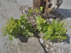 Smyrnium perfoliatum