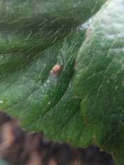 Malvapion malvae