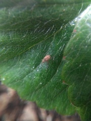 Malvapion malvae