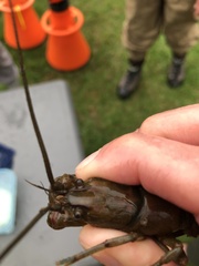 Cambarus appalachiensis