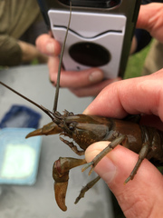 Cambarus appalachiensis