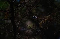 Psaltriparus minimus