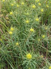Euphorbia cyparissias