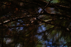 Psaltriparus minimus