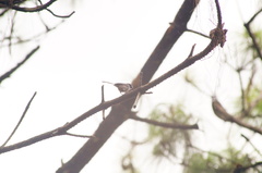 Psaltriparus minimus