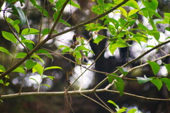 Psaltriparus minimus