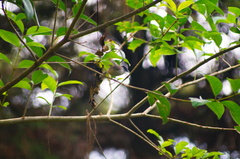 Psaltriparus minimus