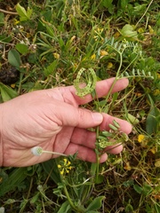 Hippocrepis multisiliquosa