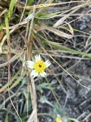 Tridax procumbens image