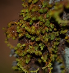 Macromitrium piliferum