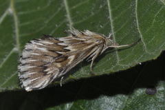 Cynaeda dentalis