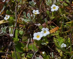 Plagiobothrys reticulatus
