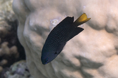 Pomacentrus philippinus