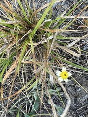Tridax procumbens image