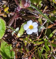 Plagiobothrys reticulatus