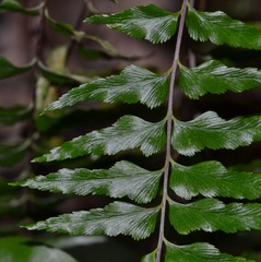Hymenasplenium excisum