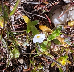 Plagiobothrys reticulatus