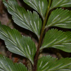 Hymenasplenium excisum