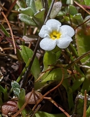 Plagiobothrys reticulatus