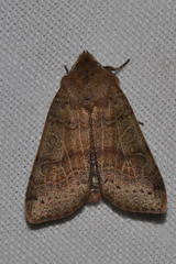 Agrochola pistacinoides