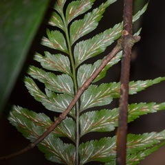 Hymenasplenium excisum