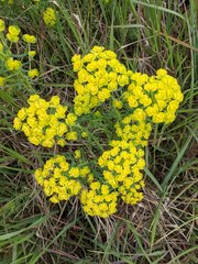 Euphorbia cyparissias