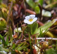 Plagiobothrys reticulatus