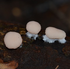 Tubifera microsperma