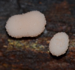 Tubifera microsperma