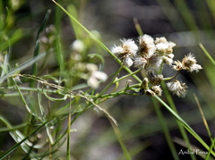 Baccharis stenophylla
