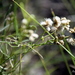 Baccharis stenophylla - Photo (c) Anibal Prina, algunos derechos reservados (CC BY-NC), subido por Anibal Prina