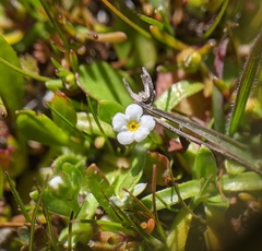 Plagiobothrys reticulatus