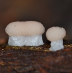 Tubifera microsperma