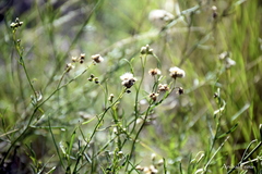 Baccharis stenophylla