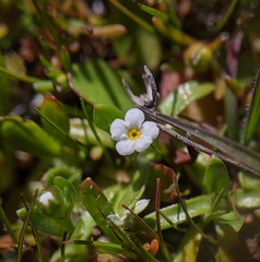 Plagiobothrys reticulatus