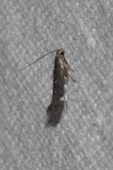 Aproaerema anthyllidella