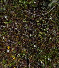 Plagiobothrys reticulatus