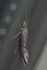 Ypsolopha horridella