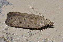Nothris verbascella