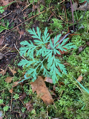 Dicentra formosa