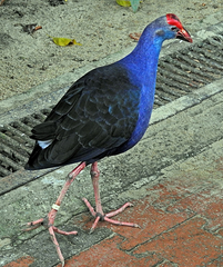 Porphyrio