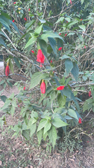 Malvaviscus penduliflorus